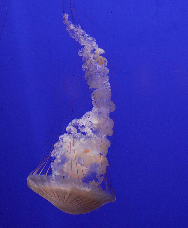 koushalya-karthikeyan-unsplash